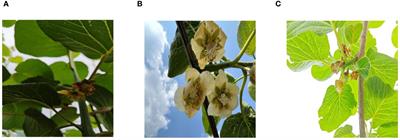 Enhancing kiwifruit flower pollination detection through frequency domain feature fusion: a novel approach to agricultural monitoring